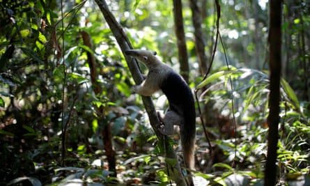 An anteater in the wild in Brazil.
