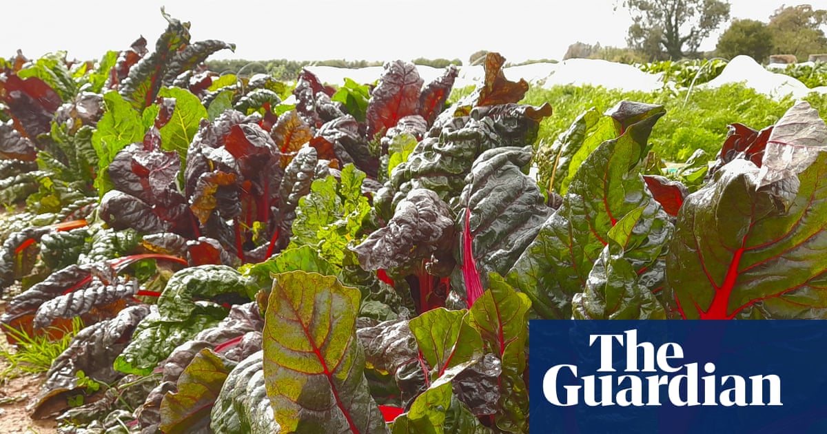 Country diary: On harvest open day, celebration, relief and flying gazebos | Anita Roy