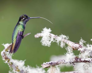 A magnificent hummingbird (Eugenes fulgens), in a wooded area of Cerro de la Muerte, in San Jose, Costa Rica