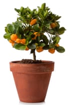 Full of flavour: an orange plant for indoors.