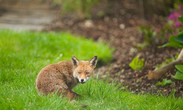 Sharp drop in numbers in England since 2010 ... the fox.