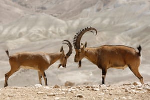 Two Nubian ibex males fight in the Ben Gurion national park in Sde Boker, Negev, Israel.