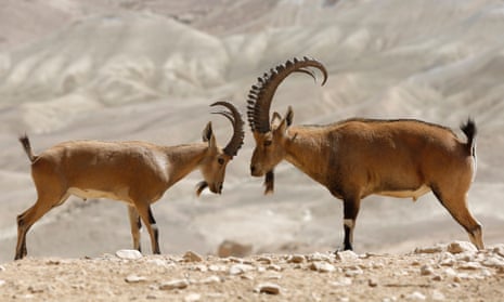 Open season in Sudan as trophy hunters flock to shoot rare ibex | Global  development | The Guardian