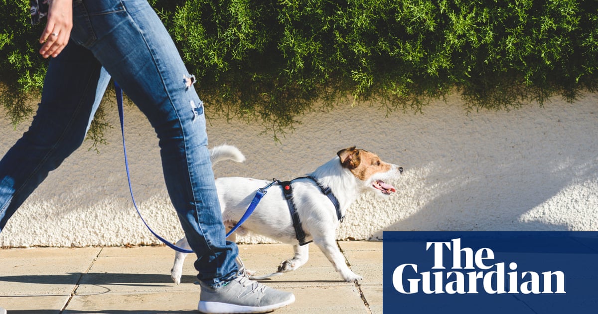 Scientists explore longevity drugs for dogs that could also ‘extend human life’ | Ageing | The Guardian