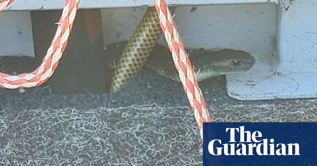‘Certainly life-threatening’: 80-year-old Australian survives 30-minute boat ride with tiger snake