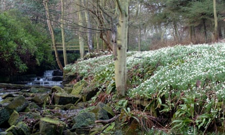 Snowdrops, waterfall, Cambo.