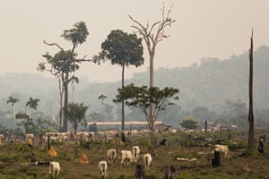 Cattle in an area embargoed by Ibama in the Amazon.
