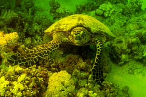 A hawksbill sea turtle swims among bioluminescence, defined as the biological light emission of marine life, is captured in Red Sea using a “fisheye” lens through a new scientific imaging system in Egypt. Underwater cinematographer and documentary producer Tahsin Ceylan stated that scientists have developed special imaging technologies allowing underwater photographers to record bioluminescence from the perspective of the fish. Ceylan noted that ultraviolet photography requires blue light sources, as well as UV filters for flashes and lenses