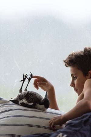 Penguin Bloom How A Scruffy Magpie Saved A Family Australia News The Guardian