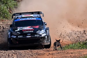 A rally car throws up a cloud of dust behind it as it drives past a dog