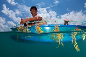 Seaweed farming in Malaysian Borneo by Eric MadejaSeaweed farming has been heavily promoted to be an alternative, stable and sustainable income for fisherman in the Semporna region, taking pressure off the overfished reefs.