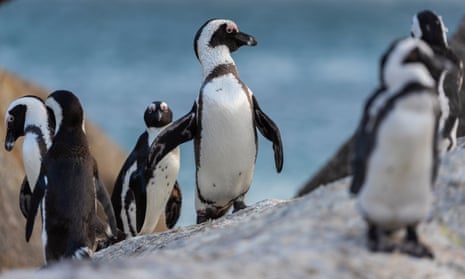 African penguins walk on rocks on Boulders beach in Simonstown, South Africa. Dozens of the penguins were killed by a swarm of bees. 
