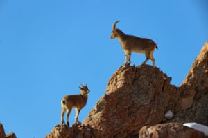 A herd of wild goats on Mount Pagan in Turkey. The goats are on the red list of endangered species but the number living on Mount Pagan is said to have increased recently
