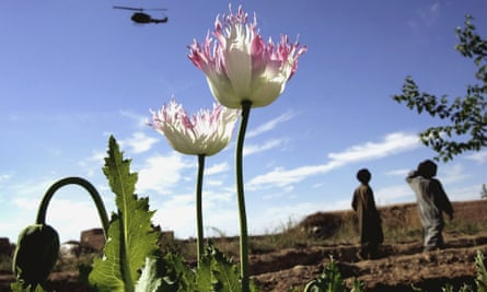 Opium poppies in the Helmand province of southern Afghanistan.