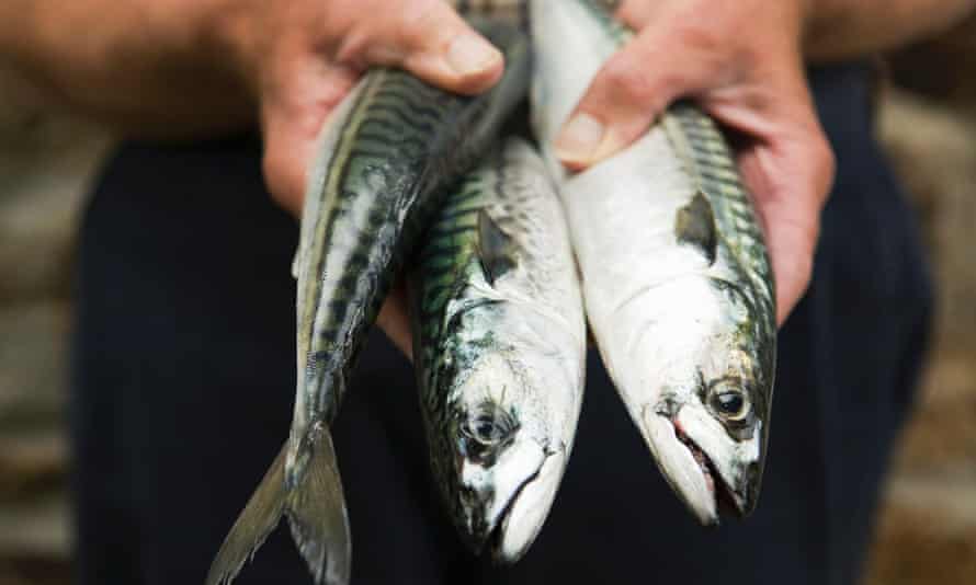 Foraging north London, for the freshest mackerel.