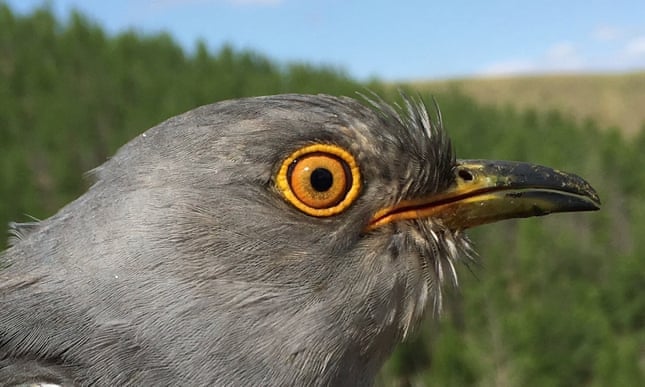 Cloud cuckoo land? How one bird’s epic migration stunned scientists Cloud cuckoo land? How one bird’s epic migration stunned scientists