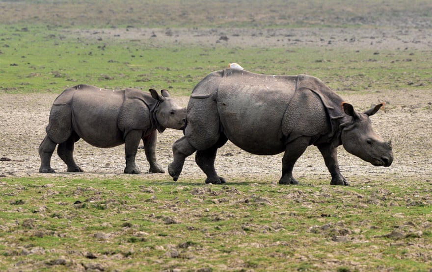 One-horned rhinos