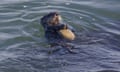Otter with rock anvil feeding on sea animal.