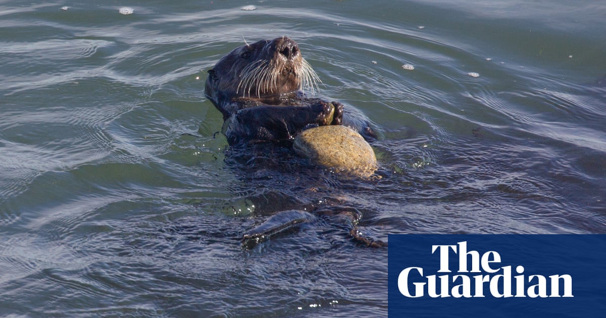 Sea otters use tools to open hard-shelled prey, saving their teeth, research reveals - The Guardian
