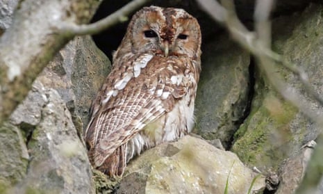 The gaze of a tawny owl, through eyes like polished jet.