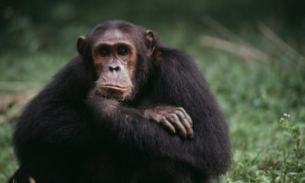 Chimpanzee.
