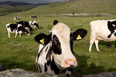 A holstein friesian cow looks over the wall at the camera as others graze near Austwick, North Yorkshire, UK.