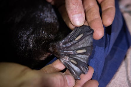 Fingers splay the webbed foot of a platypus
