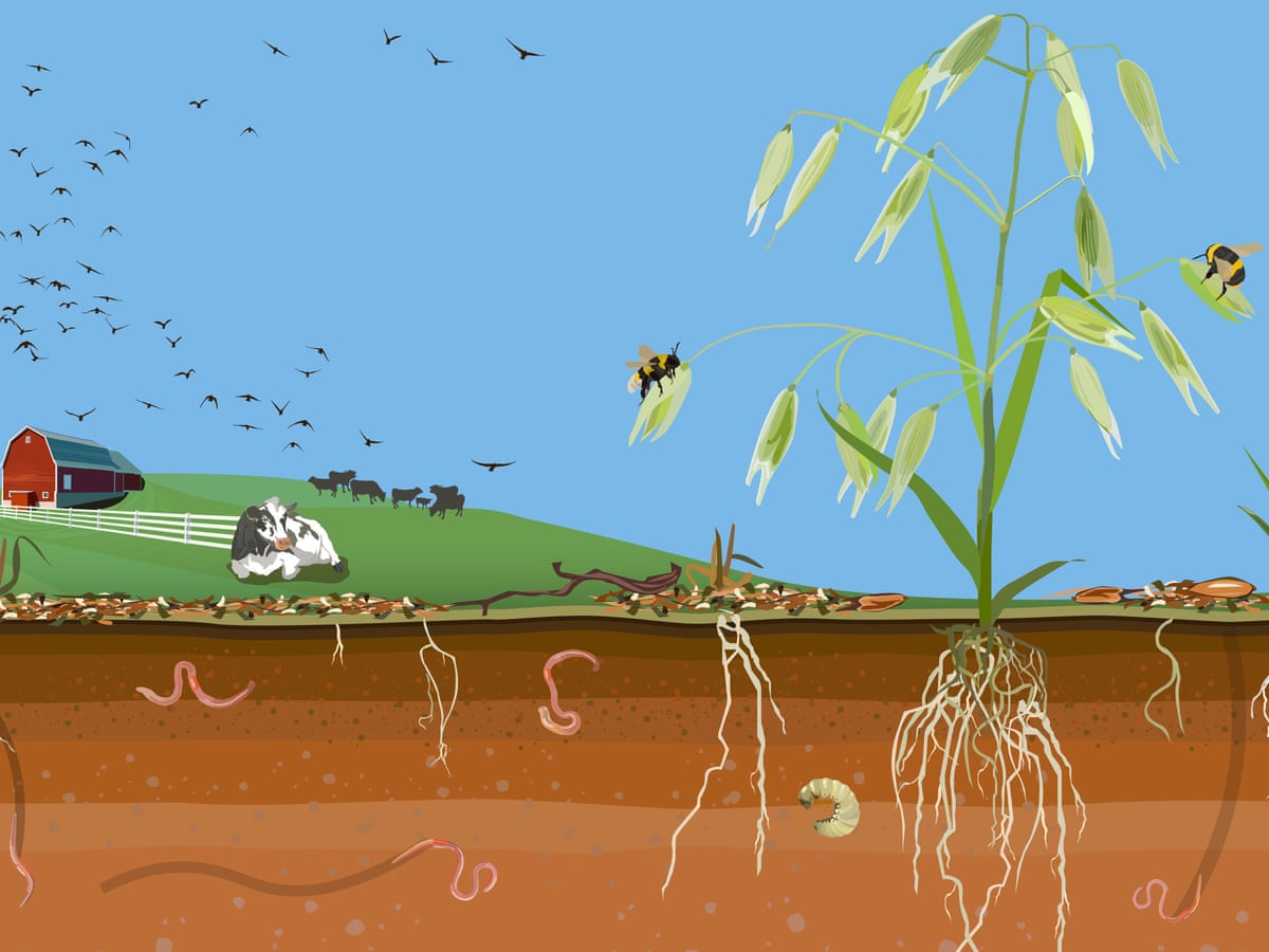 From the ground up: Regenerative agriculture revives farmland while curbing climate change | Soil matters | The Guardian From the ground up: Regenerative agriculture revives farmland while curbing climate change | Soil matters | The Guardian