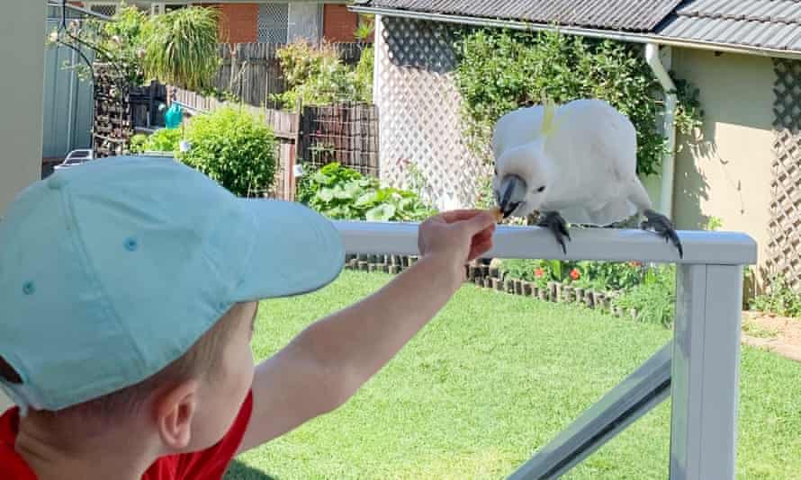 Seven-year-old Louis is attracted to the cockatoo's 'sharp beak and long talons'.