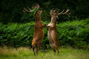 Two deer argue over who’s tallest
