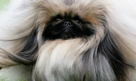 A Pekingese at the 2020 Westminster Kennel Club dog show in New York