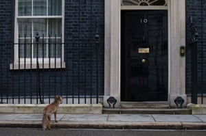 A fox pauses as it passes the door to 10 Downing Street shortly before a cabinet meeting