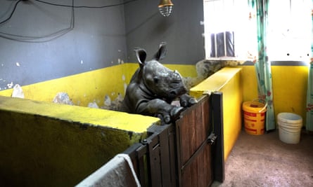 A three weeks old white rhino waits to be fed.