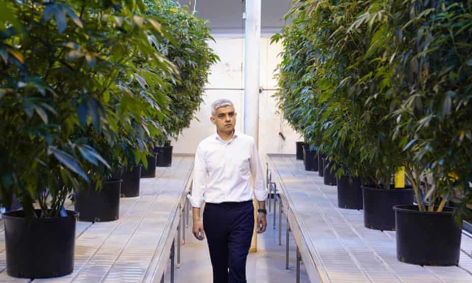 Khan at a cannabis farm in LA