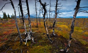 Tundra near site of proposed road for Pebble Mine, a project that was dead until Donald Trump won the White House.