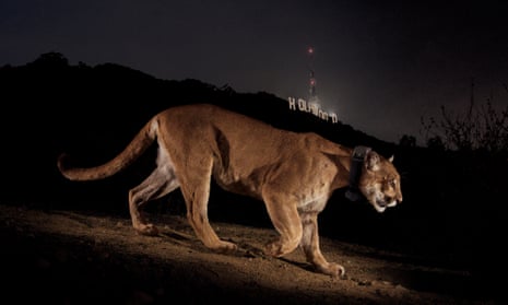 NGS Picture ID:1741447
A remote camera captures a radio collared cougar in Griffith Park.