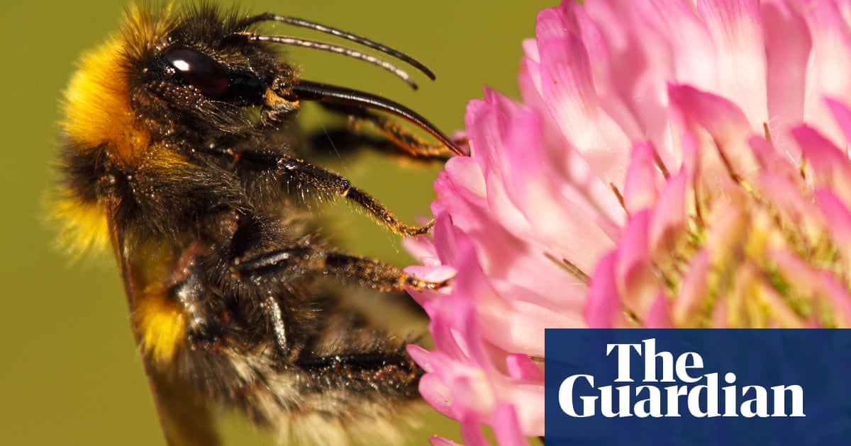 Glitching maps, missing bees and antique cheese take the Thursday quiz