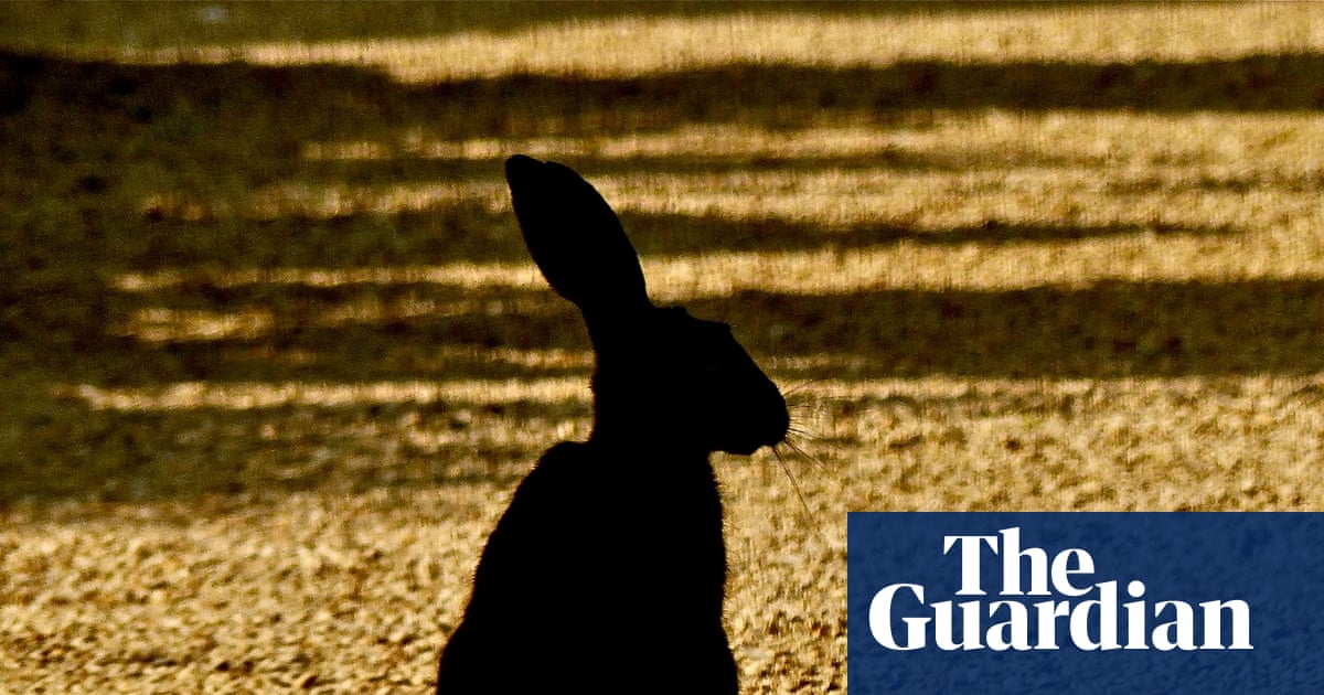 Country diary: Dark against the gold wheat stubble, the hares sit tall like a hieroglyph | Amy-Jane Beer