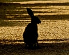 Hares Thrive in Remarkable Breeding Season in North Yorkshire