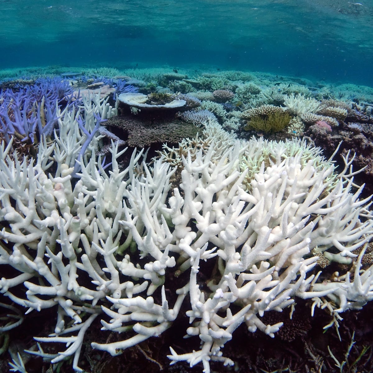 Reef Models