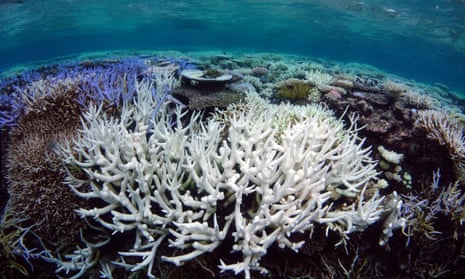 Scientists at the University of Sydney are working on 3D models that could help the Great Barrier Reef recover from coral bleaching and storms.