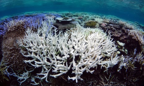 Fully bleached and fluorescent bleached branching corals on the Great Barrier Reef, March 2017