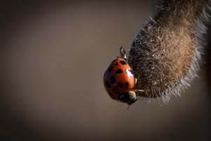 A ladybird crawls upon a soybean pods that has turned brown as harvest for the crop nears in Centreville, US
