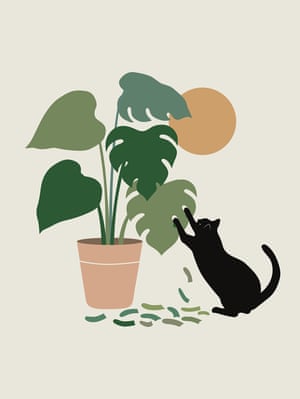 A cat shredding the leaf of a monstera plant
