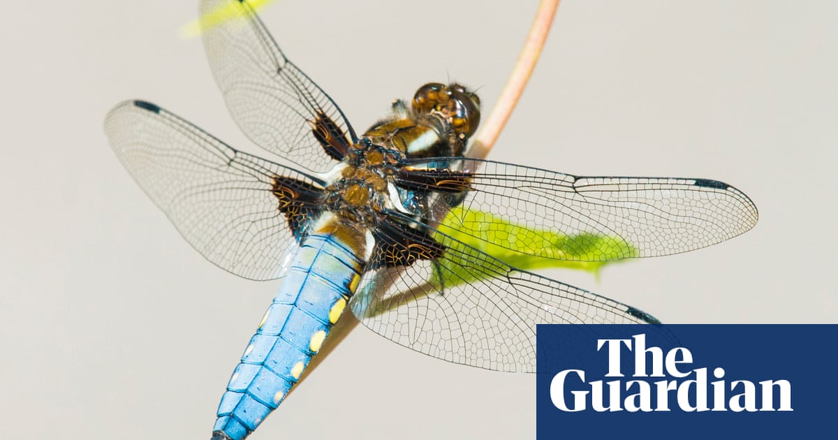 TV esta noche: David Attenborough sobre la sorprendente vida de las libélulas