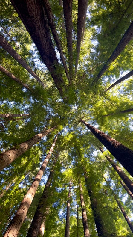 Californian redwoods (Sequoia semperverens) in Warburton.