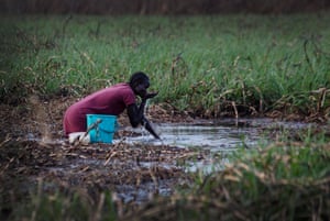 A woman drinks water with her hands from the swamp