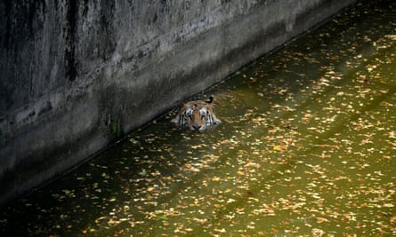 A Royal Bengal tiger reacts to the camera as he swims during a heatwave at Bangladesh national zoo in Dhaka