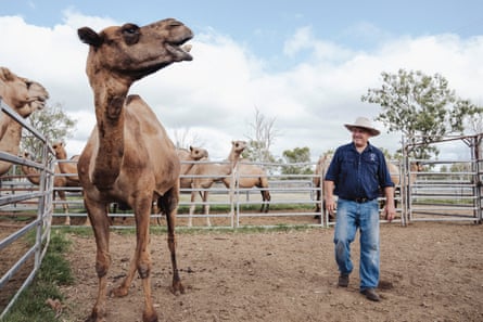 Paul looks at camel in yard