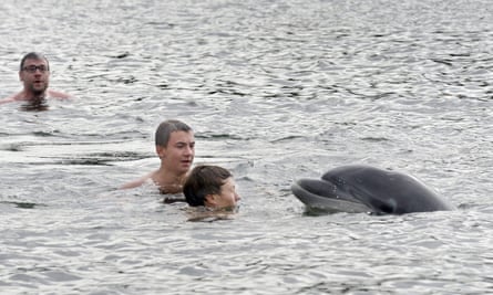 A dolphin swimming with bathers near Kiel